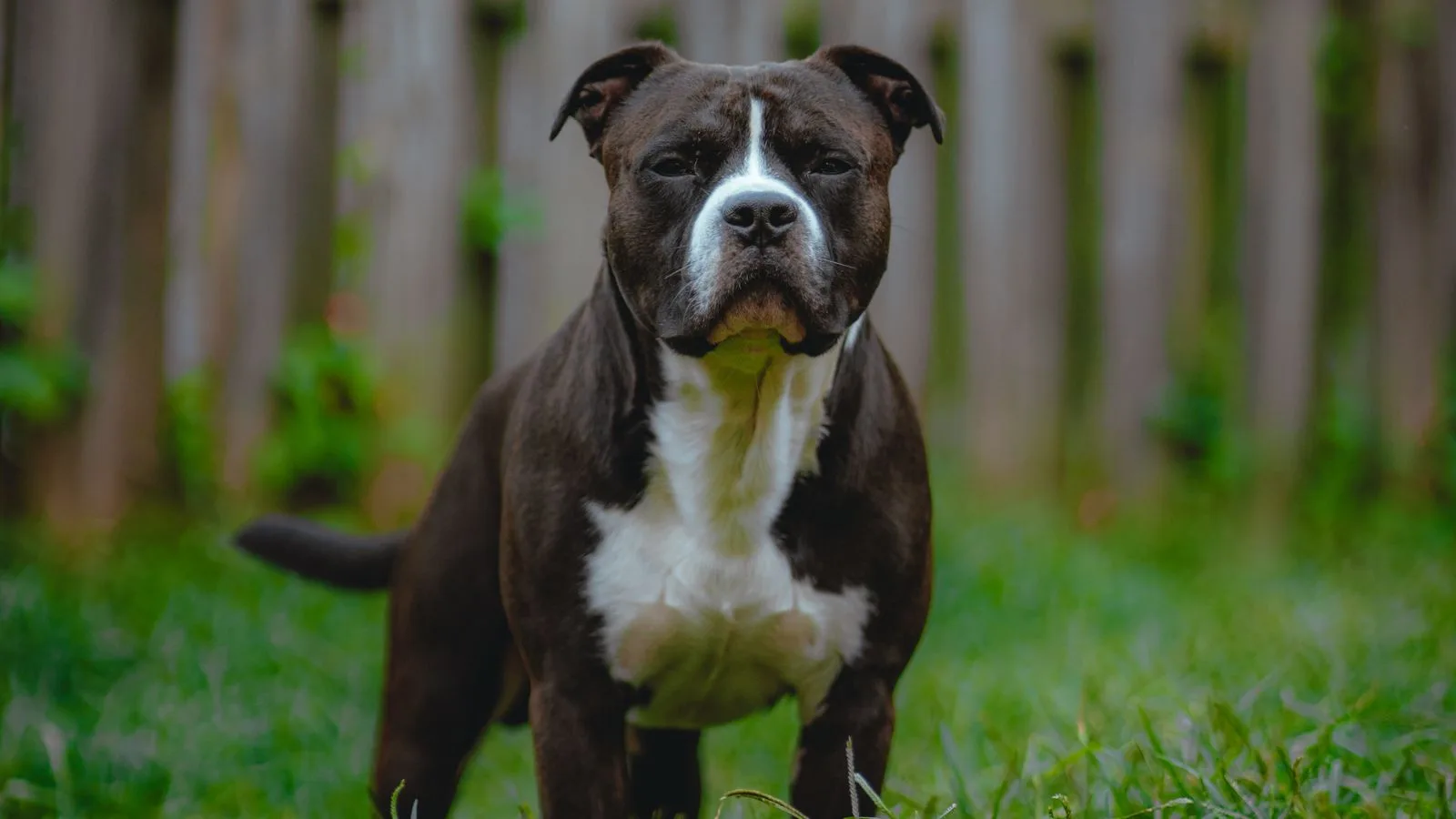 Dog Bites & Animal Attacks (illustrative)